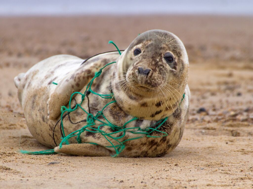 GloLitter Partnerships Project