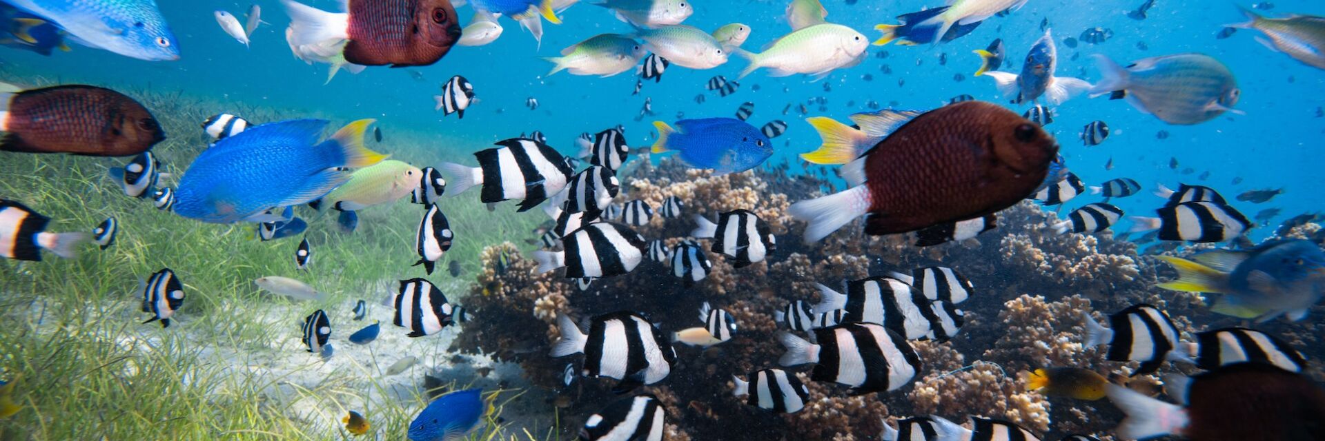 Plastic Reduction in the Oceans: Sustaining and Enhancing Actions on Sea-based Sources