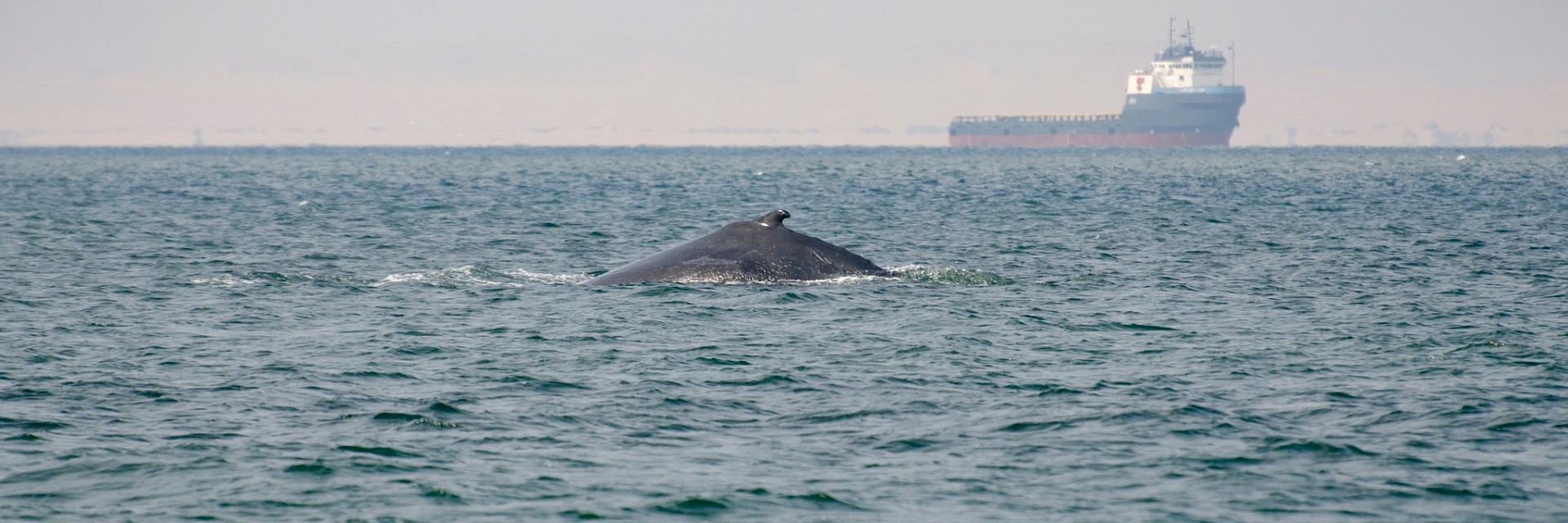 Sustainable Development Goals