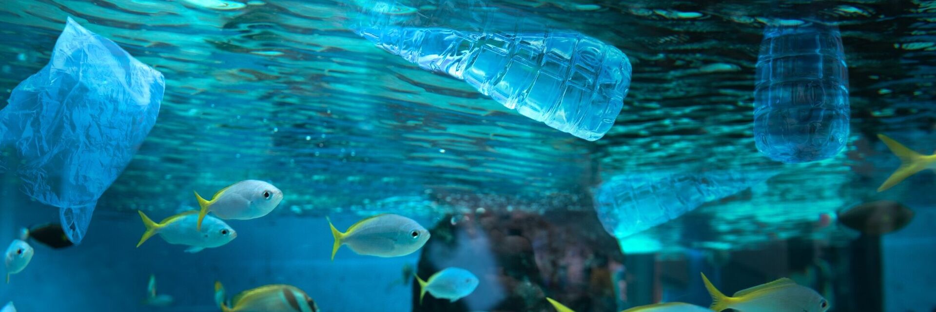 OceanLitter Programme launched