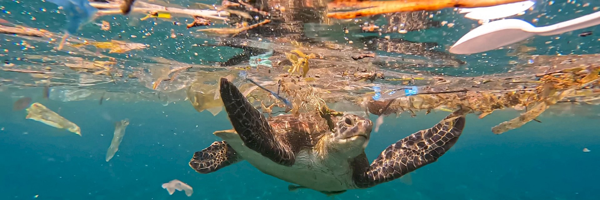 OceanLitter Programme invites the private sector to partner with IMO to prevent and reduce marine plastic pollution