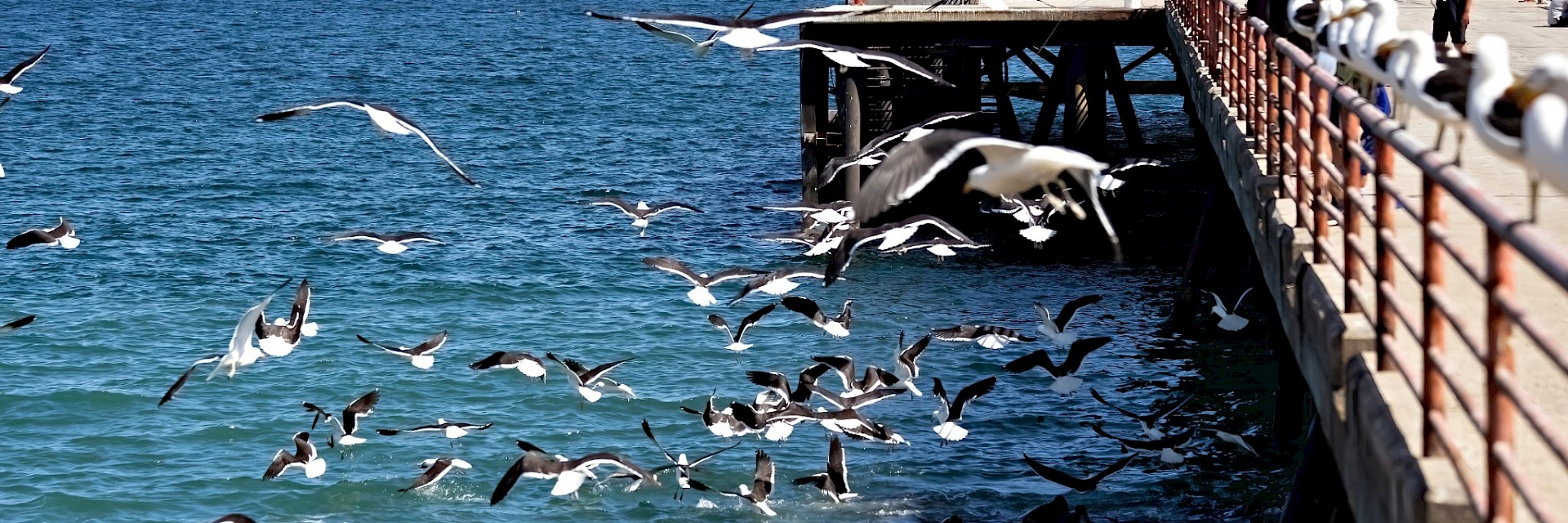 CALL FOR PROPOSALS: GloLitter Partnerships Project Second South America Regional Task Force Workshop